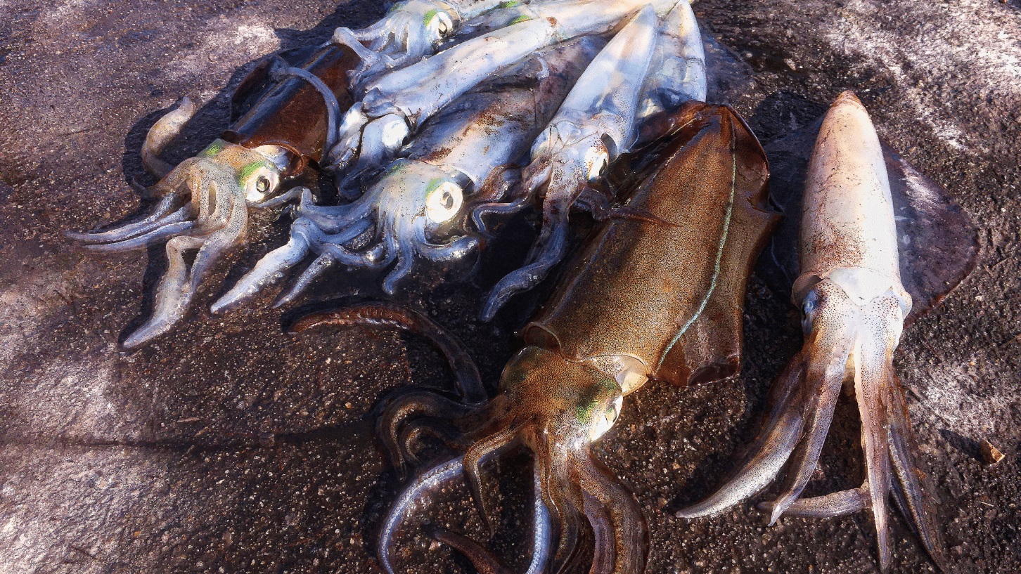 The Best Squid Fishing Strategies