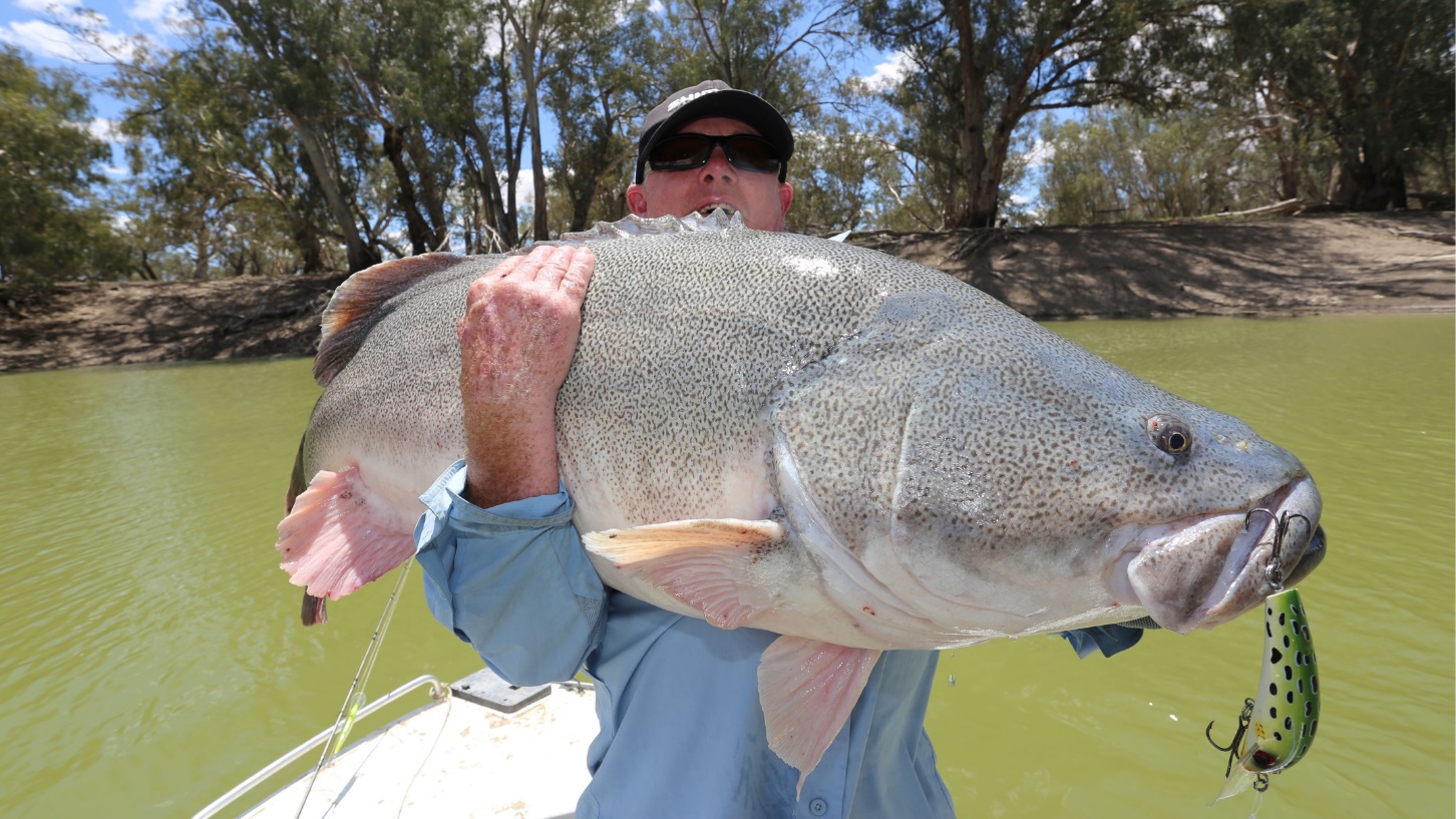 3 Best lures to catch a MONSTER Murray Cod