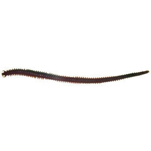 Berkley Gulp! Sandworm 6 Inch Lure Camo