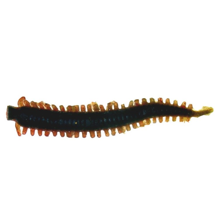 Berkley Gulp! Sandworm 2 Inch Lure Camo