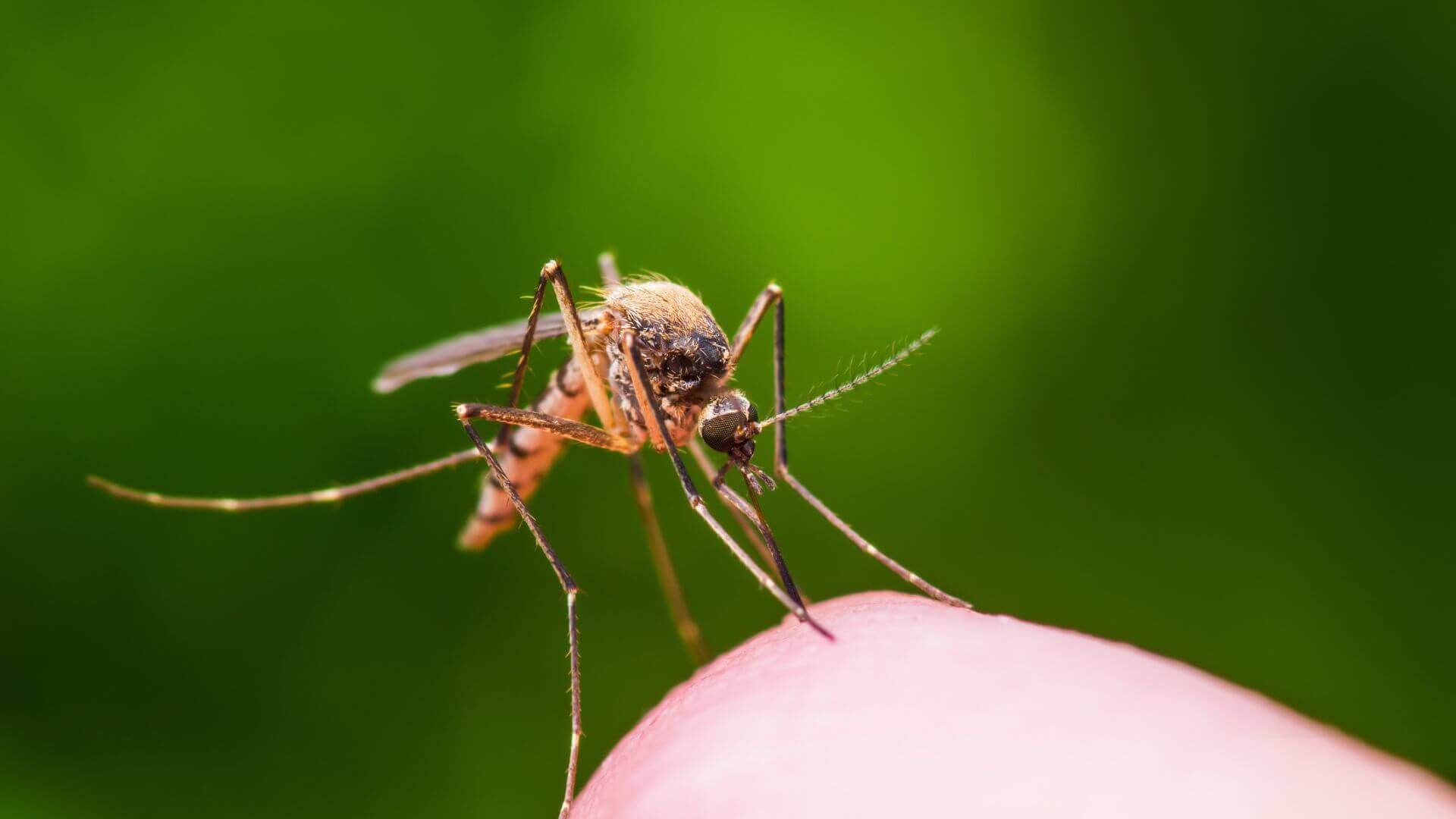 Minimising Insect Bites