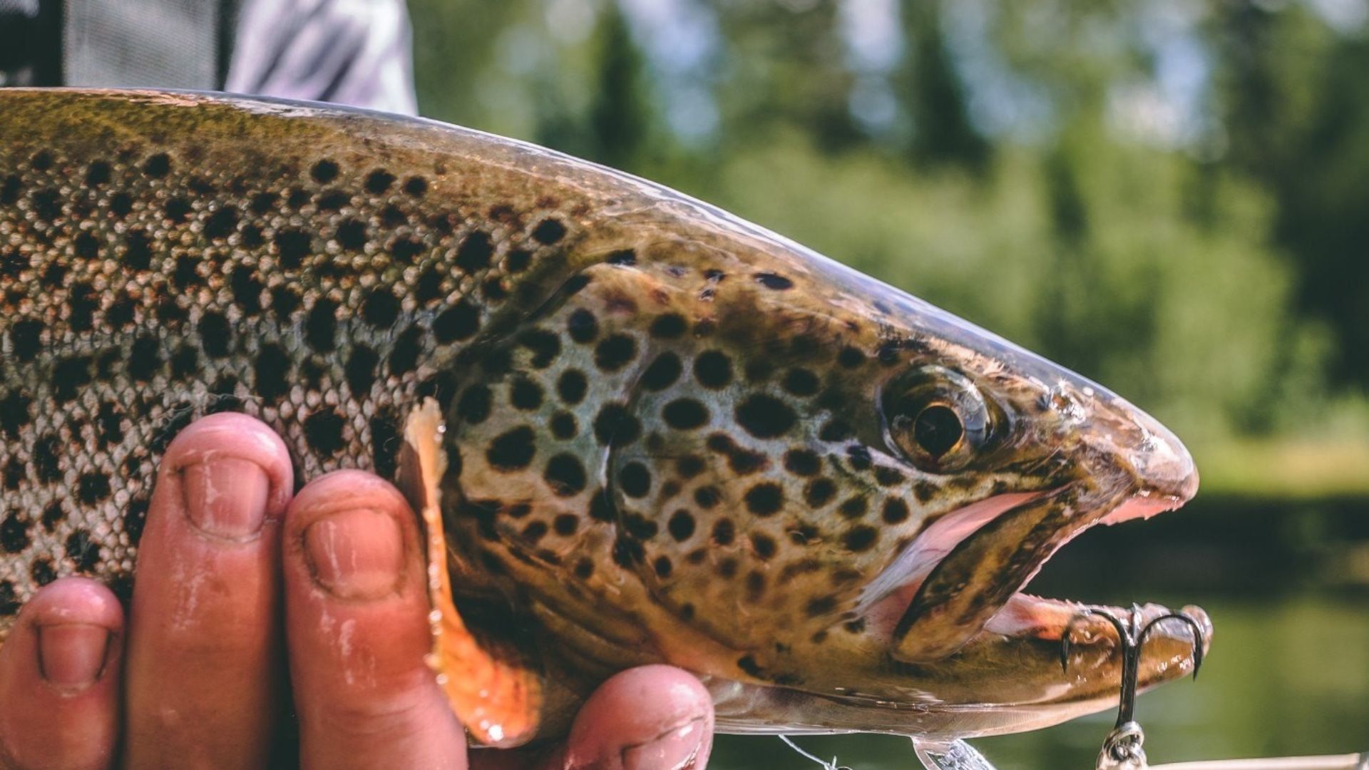 Top Five Lure Presentations for Brook Trout