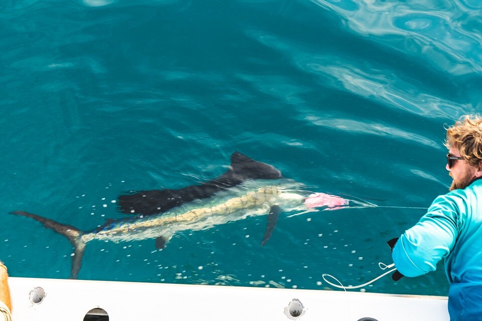 A swordfish underwater